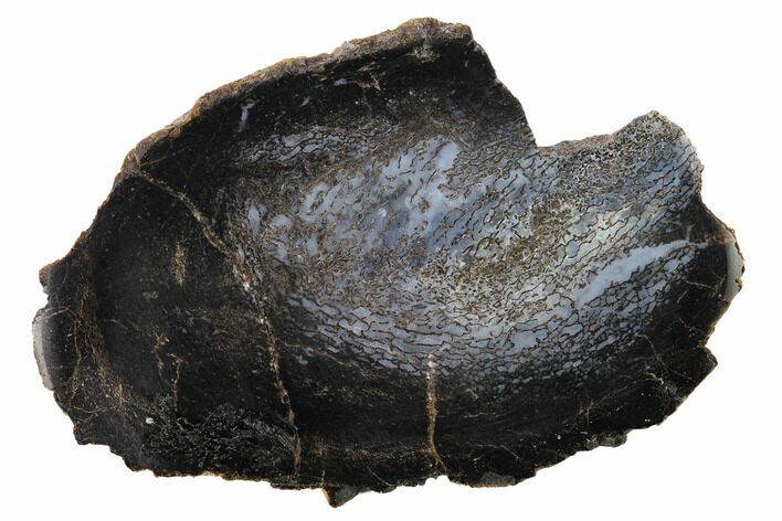 Polished Dinosaur Bone (Gembone) Slab - Utah #151498